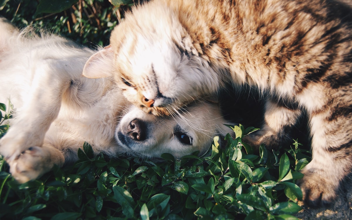 PetCare Hospital